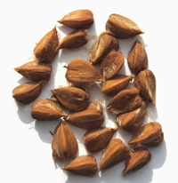 Beech nuts