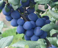 Bullace fruits