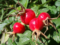 Rosehips