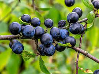 Sloes